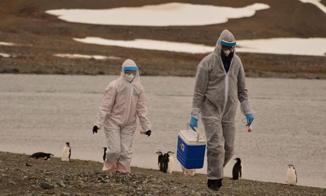 Forschende ammeln Proben von Wildtieren in der Antarktis, bei denen das H5N1-Vogelgrippevirus nachgewiesen wurde.