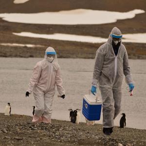 Forschende ammeln Proben von Wildtieren in der Antarktis, bei denen das H5N1-Vogelgrippevirus nachgewiesen wurde.