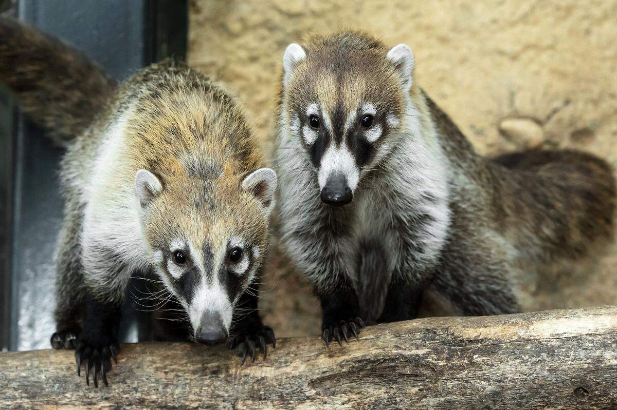 Die acht Monate alten Tiere ziehen zu den beiden Roten Nasenbären "Blümchen" und "Ursel". Die Haltung der Roten Nasenbären wird in Schönbrunn mit dem Ableben der beiden alten Tiere aufgegeben. Denn: Der Rote Nasenbär steht auf der EU-Liste der invasiven Arten und darf in Zoos nicht mehr gezüchtet werden. Der Weißrüsselnasenbär ist davon nicht betroffen. Deshalb steigt der Tiergarten auf diese Nasenbär-Art um, die hier auch schon früher gehalten wurde.  