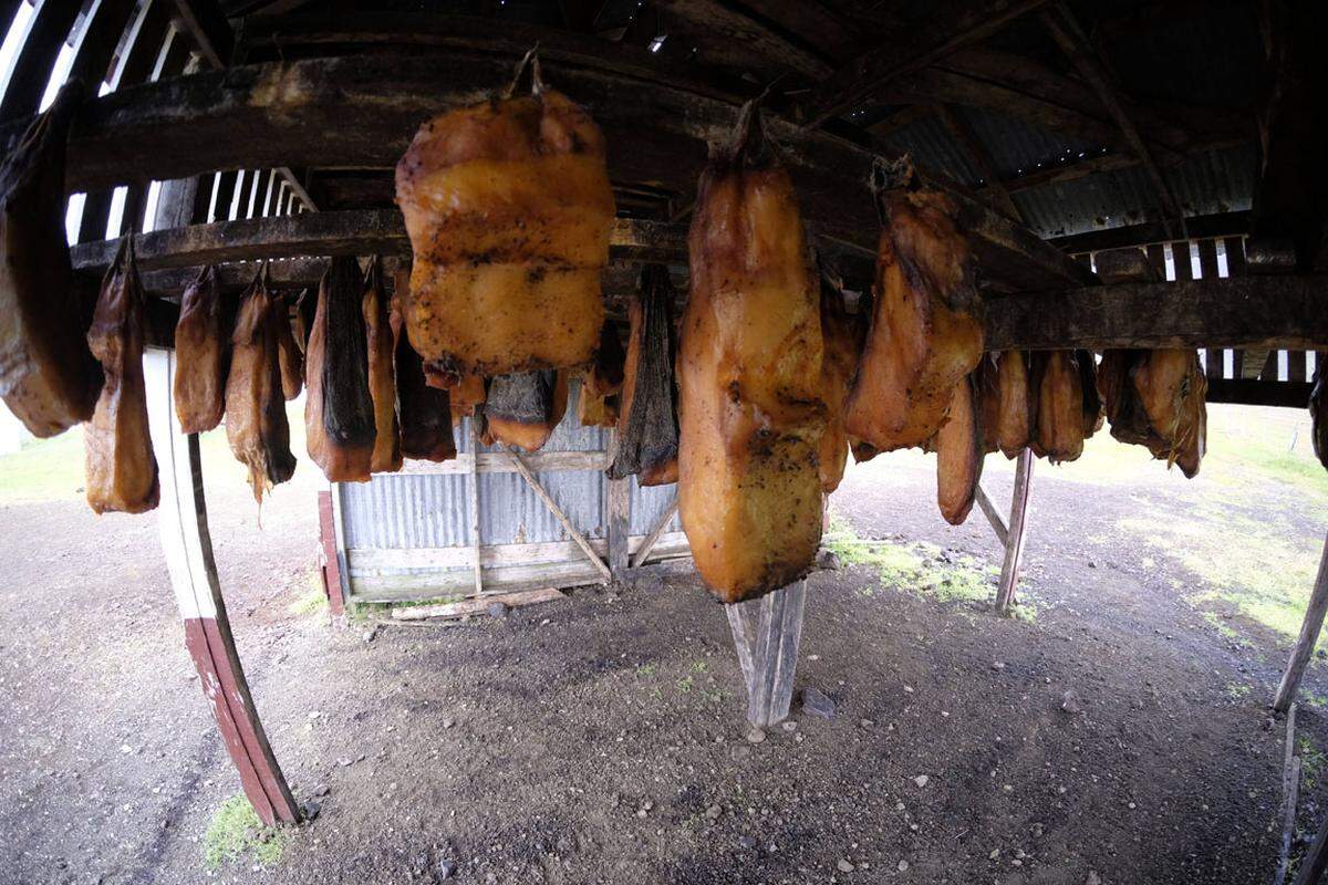 Wer Island bereist, kommt am Grönlandhai wahrscheinlich schlecht vorbei. Wenn er nicht in Häppchen geschnitten und foliert am Markt liegt, hängt er am Straßenrand herum und verbreitet einen unsagbaren Gestank, den man nie wieder in dieser Form in die Nase bekommen wird. Erst die Fermentierung macht das Fleisch des Hais genießbar, die Tiere haben nämlich weder Nieren noch Harntrakt. Urin und Amoniak bleiben im Blut. Die Isländer schreiben Hákarl – auch Gammelhai genannt – eine "verdauungsfördernde" Wirkung zu.