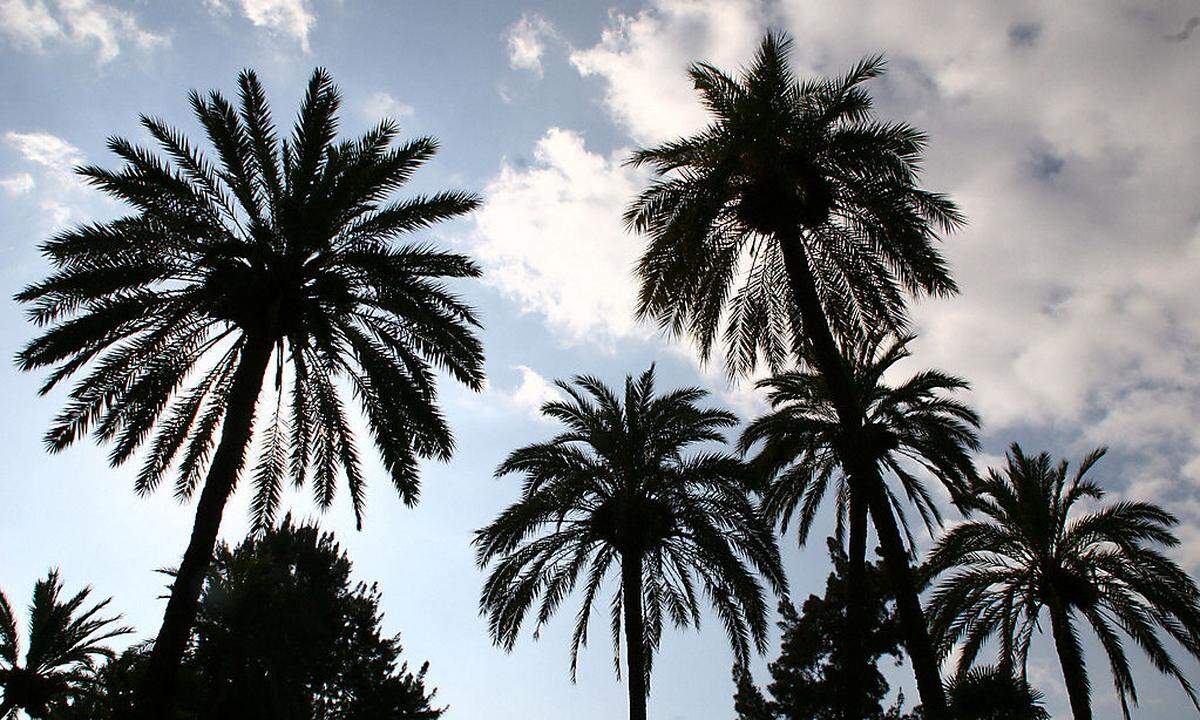 Palmen und Himmel - palms and sky