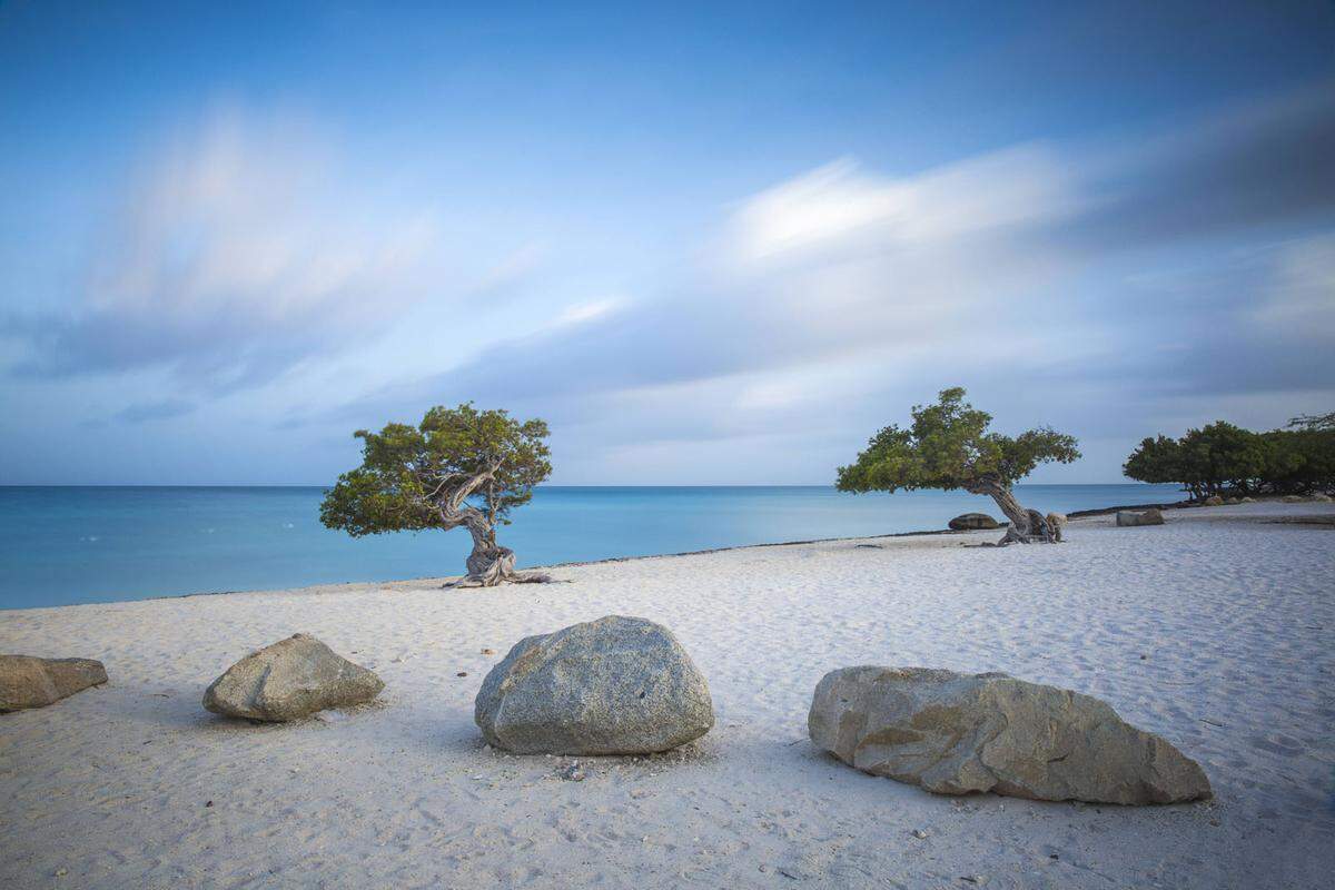 Eagle Beach ist für seine unberührte Landschaft und die knorrigen Fofoti-Bäume bekannt. Wer Glück hat, kann sogar Meeresschildkröten beim Paaren beobachten.