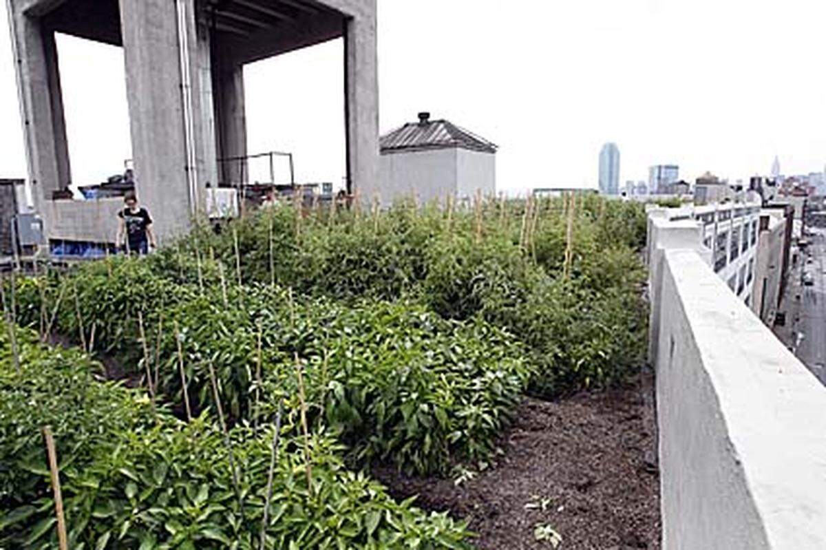 Die Pflanzen wachsen ohne Kunstdünger und Pestizide, auf das offizielle Label "Bio" verzichtet der Brooklyn Grange aber.