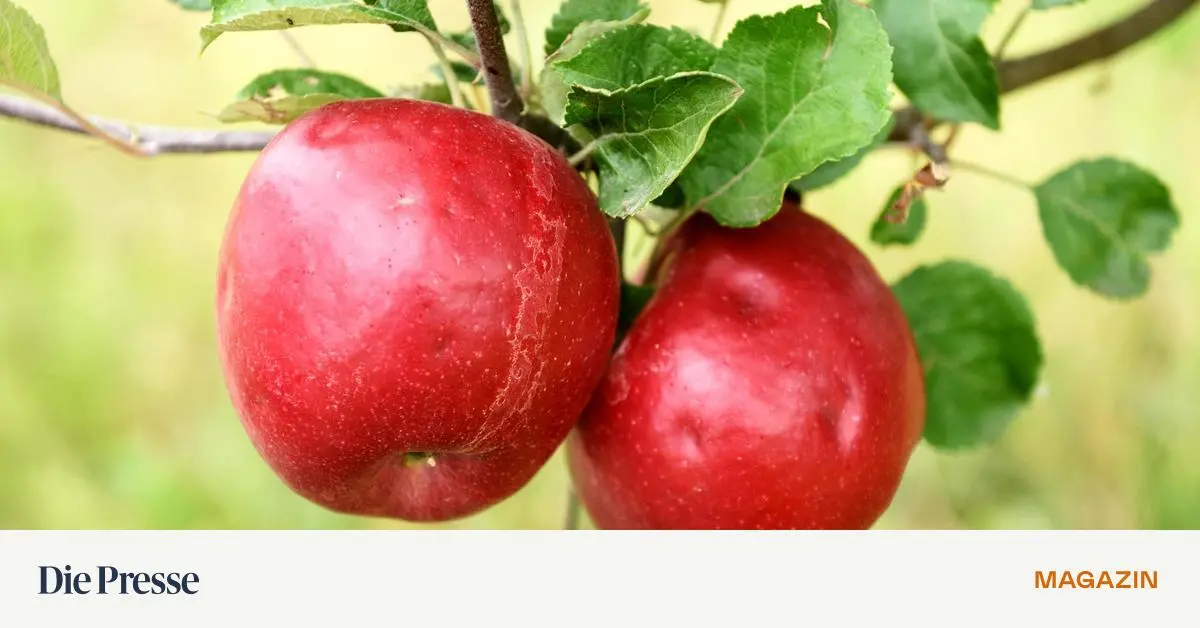 D-rfen-pfel-in-die-Obstschale-premium-