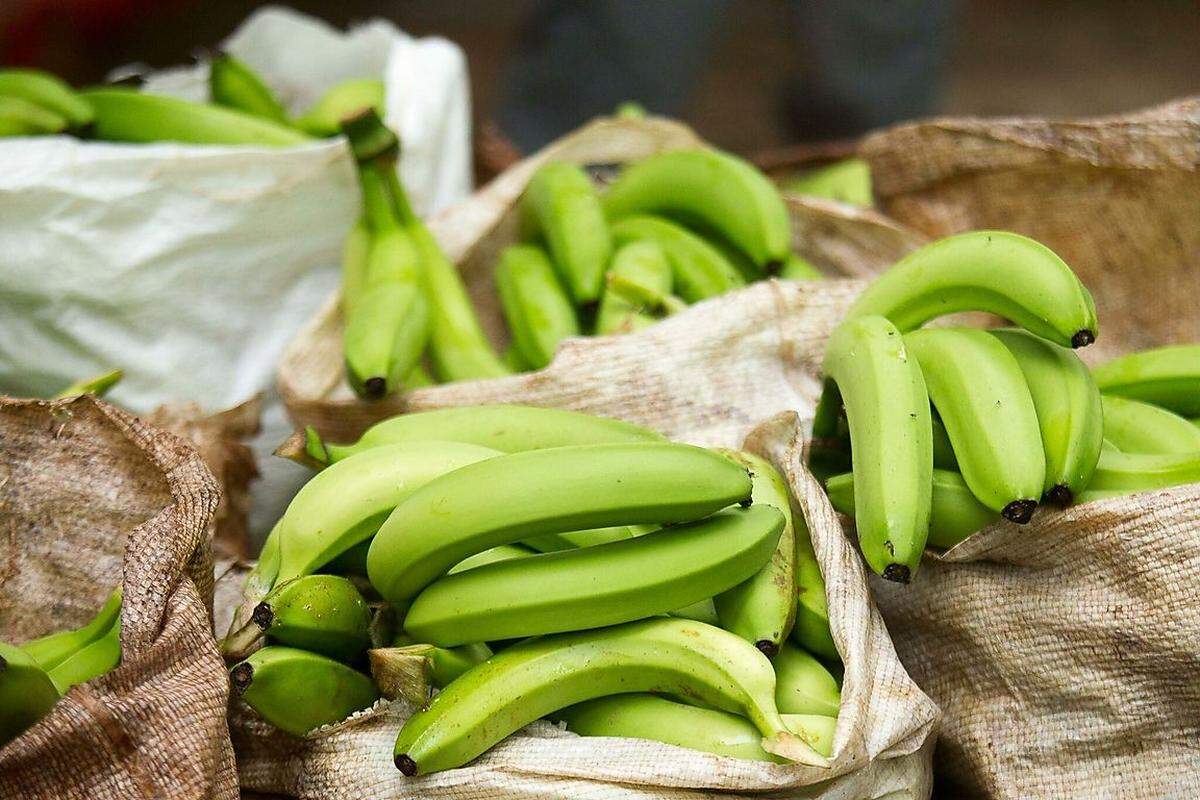 Schneidet man sie auf, muss die Banane innen weiß sein und nach Gurke riechen. Das sei ein Qualitätsmerkmal, sagt der 44-Jährige. Die Ausschussware lässt er weiter zu Püree verarbeiten. Es landet in Schokobananen oder Fruchtsäften. Damit das Obst makellos ankommt, wird es nach der Ernte in großen Becken gewaschen, mit 70 Litern Wasser pro Kiste. 