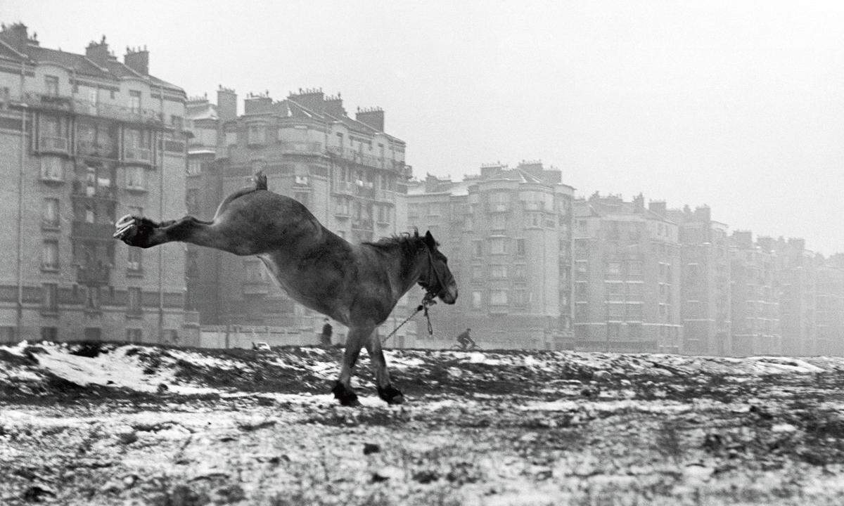 Sabine Weiss, Pferd am Porte de Vanves, Paris, 1952