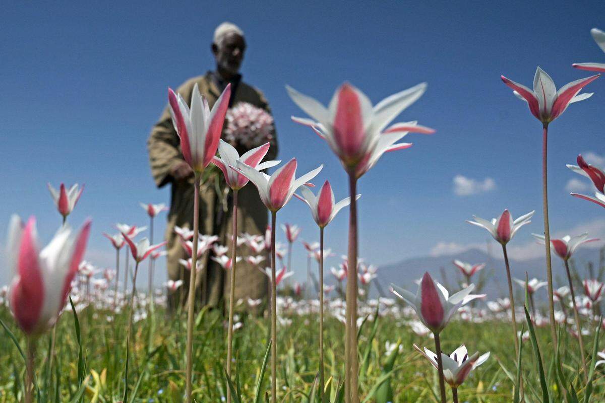 7. April. Ein Bauer in Kaschmir vor seinem Tulpenfeld. 