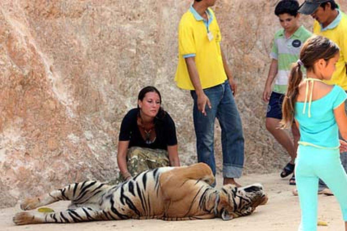 Viele Besucher glauben, dass sie Krankenheiten überwinden können oder stärker werden, wenn sie die Tiger berühren.