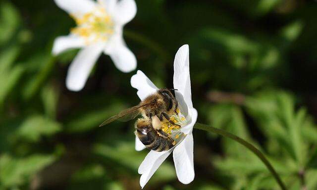 Symbolbild: Bienen.