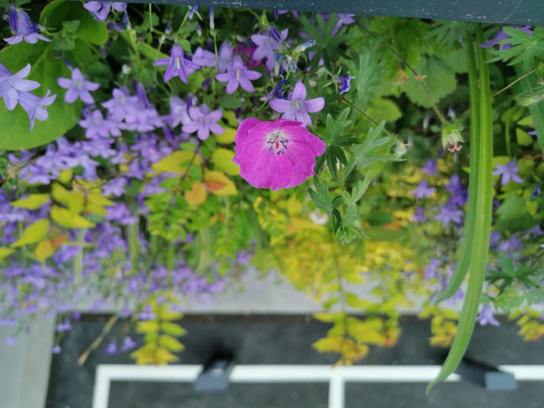 Kühlung integriert: Wie man Fassaden richtig begrünt  [premium]