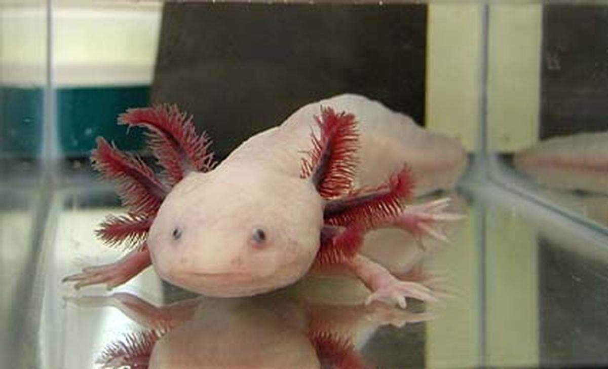 Der Name ist ein Zungenbrecher, das Aussehen erinnert an ein Pokemon: Der Axolotl (nein, das ist kein Tippfehler) versteckt sich in mexikanischen Höhlen. Dieses Exemplar hat nach einem Experiment an der Universität von Kalifornien sogar einen dritten Arm.
