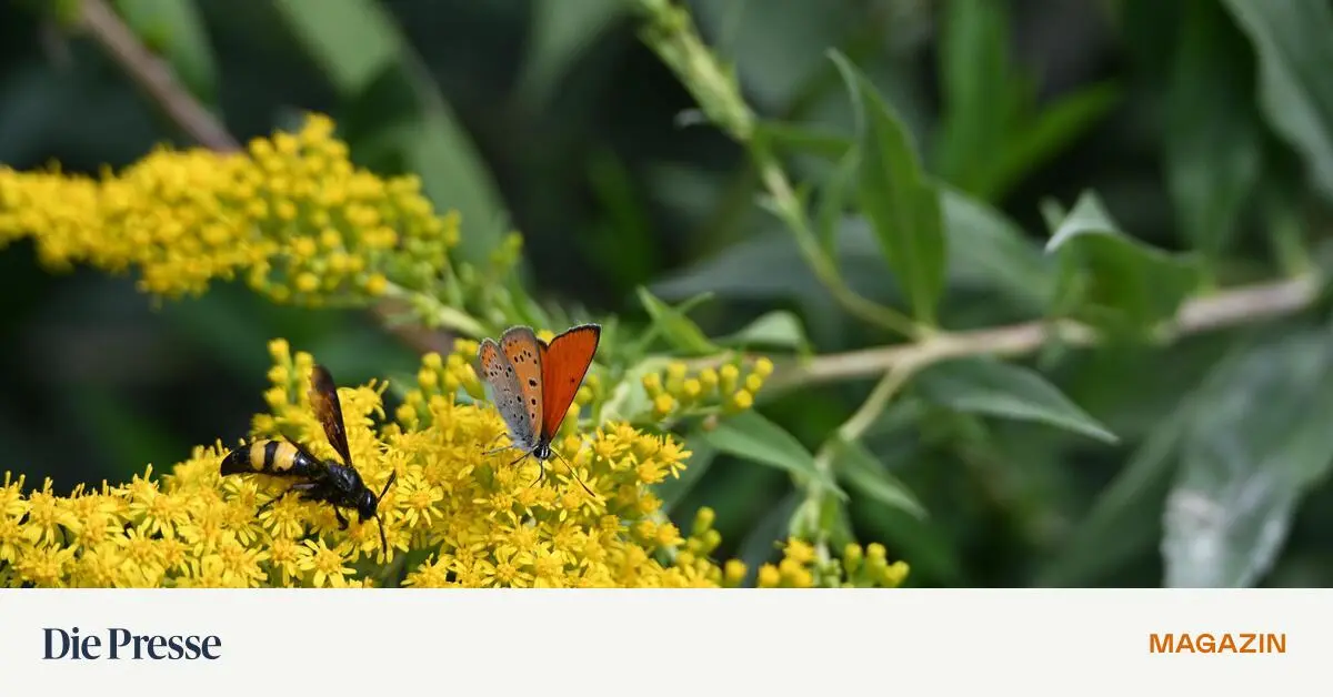 Schmaus-f-r-Vogel-und-Fledermaus-premium-