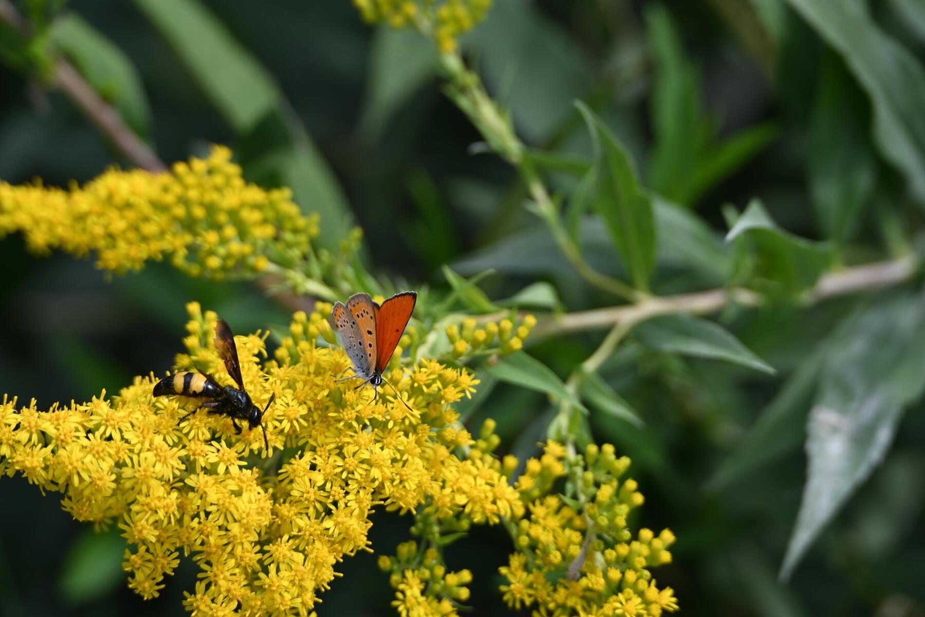 Schmaus für Vogel 
und Fledermaus [premium]