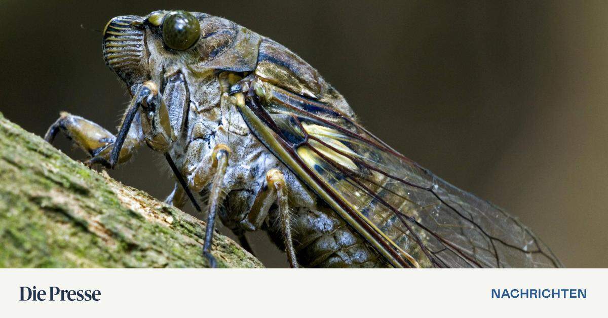 Up to a trillion cicadas: America faces a glut