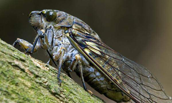 Eine Zikade auf einem Feigenbaum.