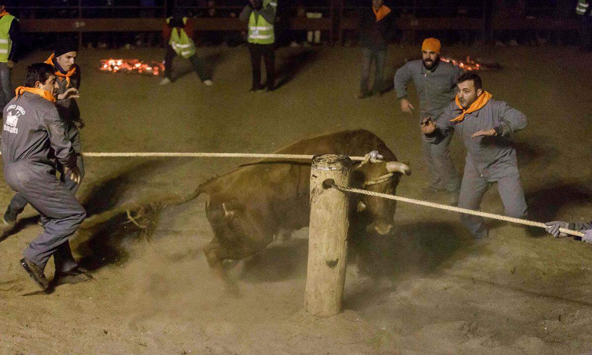 In zahllosen Orten Spaniens halten sich trotz aller Proteste von Tierschützern bis heute traditionelle Feste, bei denen Tiere unter dem Jubel einer ausgelassenen Bevölkerung misshandelt und häufig auch getötet werden. Häufig sind Stiere die Opfer