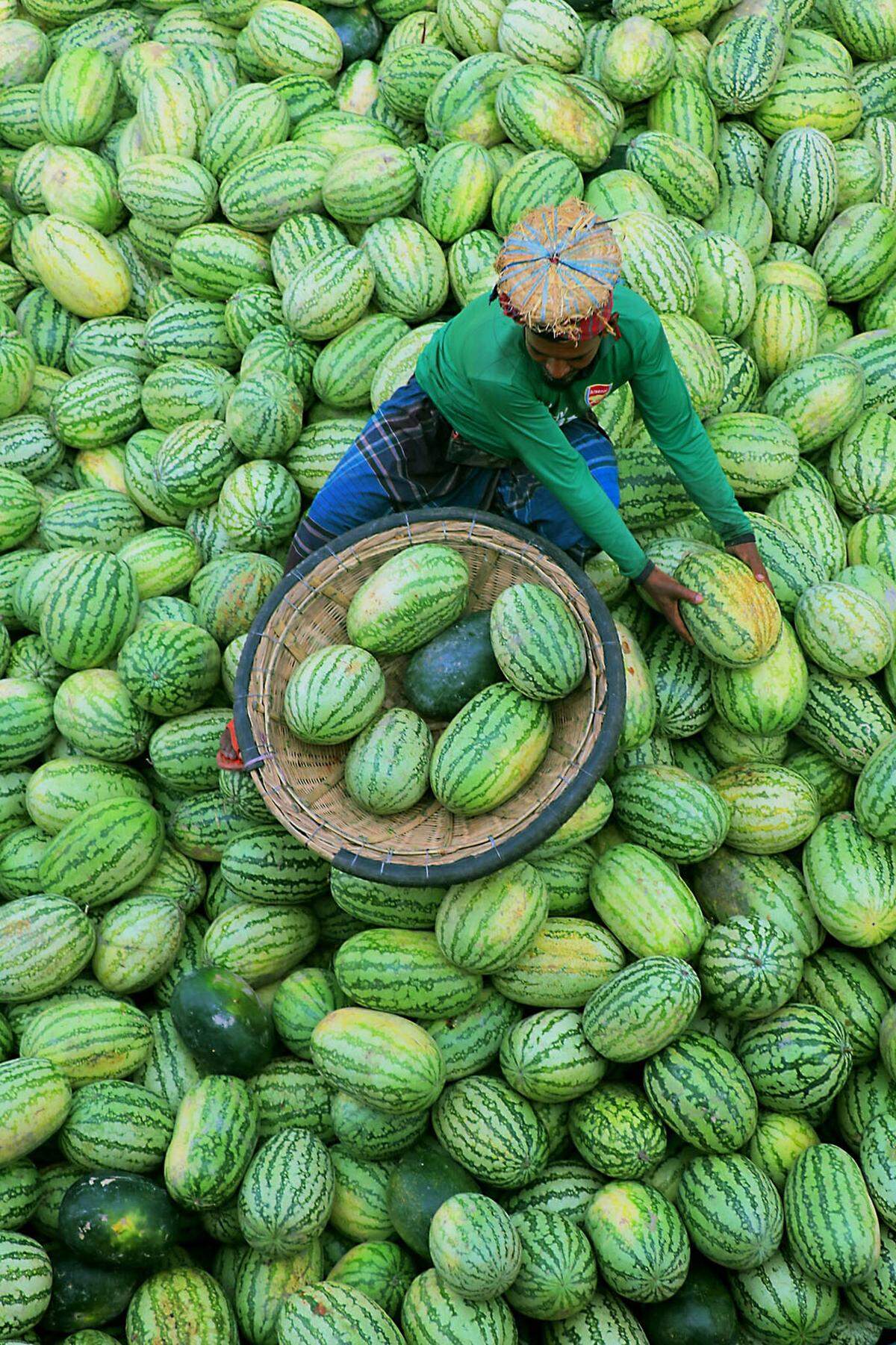 Eine Szene in Grün, aufgenommen während der Wassermelonenernte in Bangladesch.