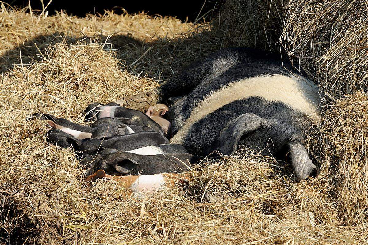 Die Ferkel bekommen in den ersten zwei Wochen nur Muttermilch, anschließend Getreideschrot. Mit sechs bis acht Wochen werden sie vom Muttertier getrennt.