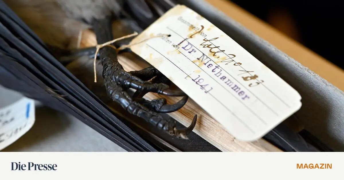 Die-V-gel-von-Auschwitz-und-ihr-Pro-to-kol-lant-premium-