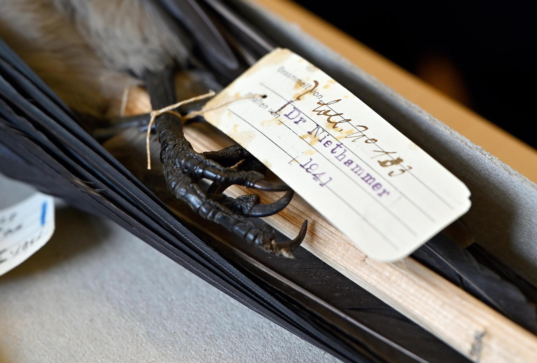 Die Vögel von Auschwitz und ihr Pro­to­kol­lant [premium]