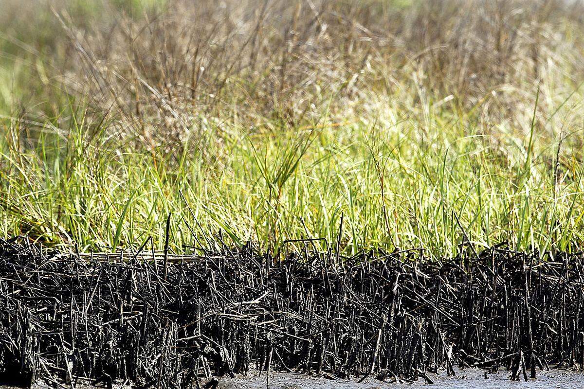 Im Bild, aufgenommen am 31. März 2011: Fast ein Jahr nach der Plattform-Explosion vermischt sich an den Ufern der Barataria-Bucht der verdreckte Schilf mit dem inzwischen nachgewachsenen.