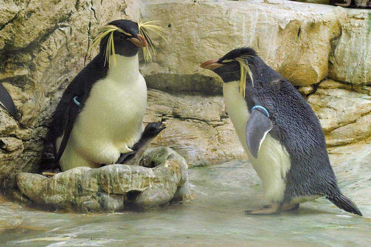 Nicht nur die Robben-, auch die Pinguinfütterung zählt zu den Fixpunkten der Zoobesucher. Die Frackträger landen auf Platz sieben (4,8 Prozent) - im Bild die Felsenpinguine.