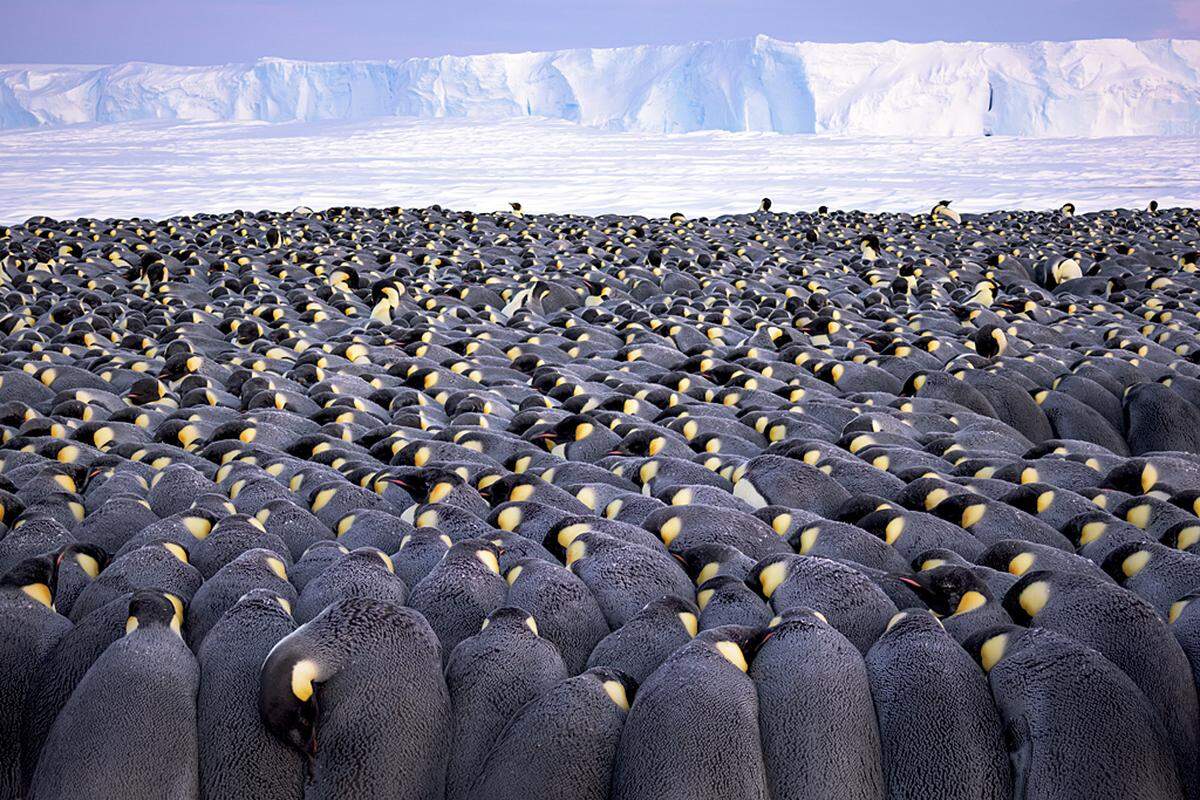 "The huddle" - über 500 Königspunguine hat der Deutsche Stefan Christmann beim "Kuscheln" fotografiert.