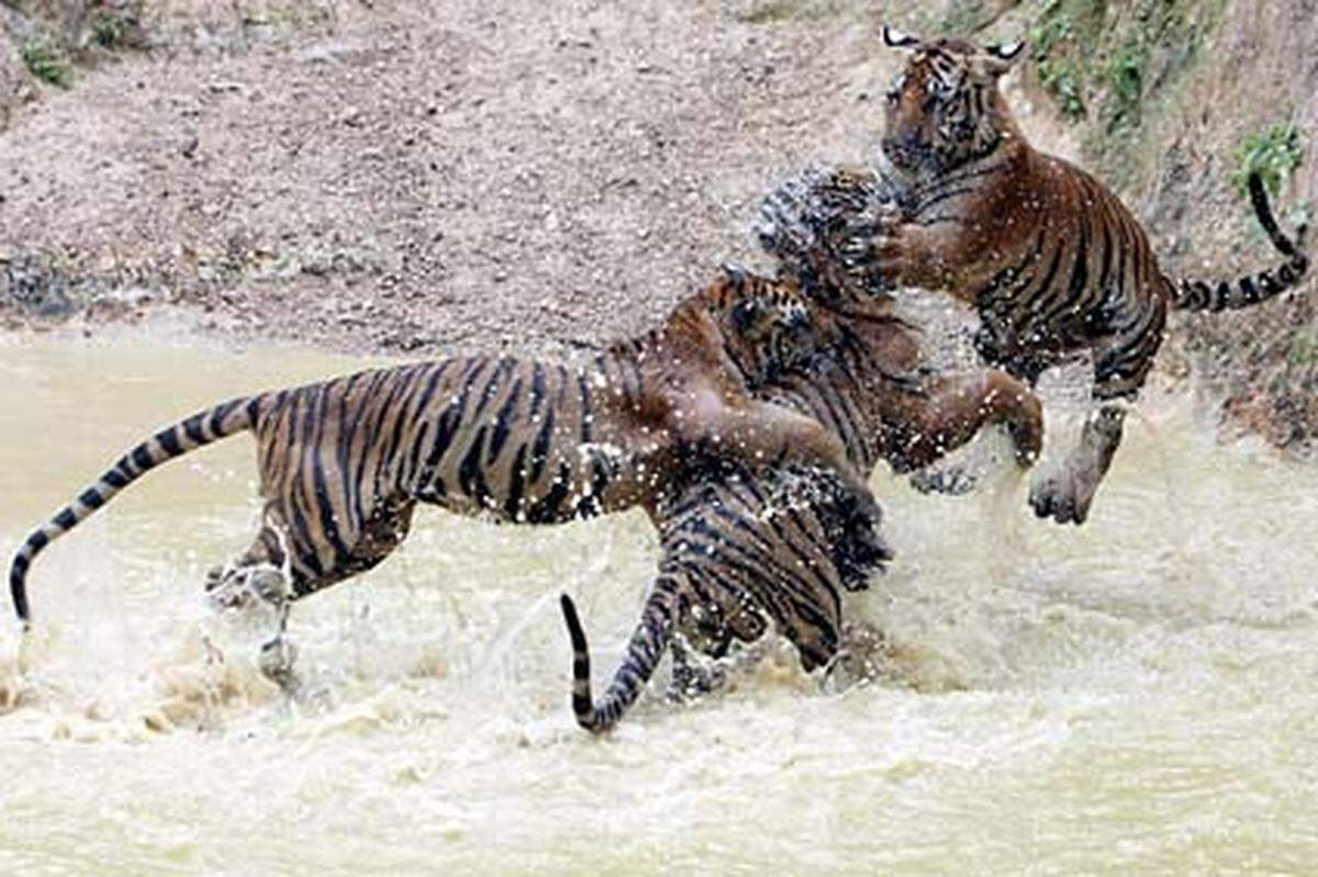 Der Tiger Tempel zieht viele Touristen an, ist aber eine potenzielle Todesfalle. Bis jetzt ist aber noch nichts passiert.