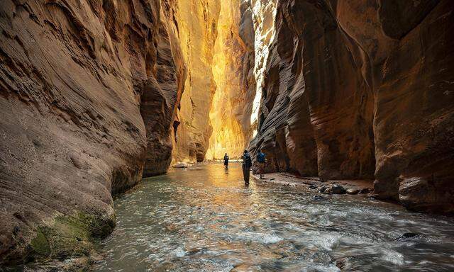 Wanderer im Fluss The Narrows Engstelle des Virgin River Steilwaende des Zion Canyon Zion Nationa