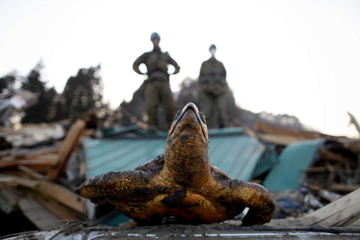 In Miyako helfen Soldaten den Erdbebenopfern dabei, ihr Hab und Gut zu retten. In den Überresten eines Hauses liegt eine ausgestopfte Wasserschildkröte. (1. April)