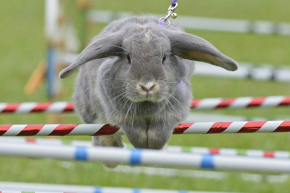 Beim Traditionellen Kaninchenrennen "Kaninhop" im deutschen Weißenbrunn vorm Wald nimmt "Marry Lou" ein Hindernis mit Bravour.