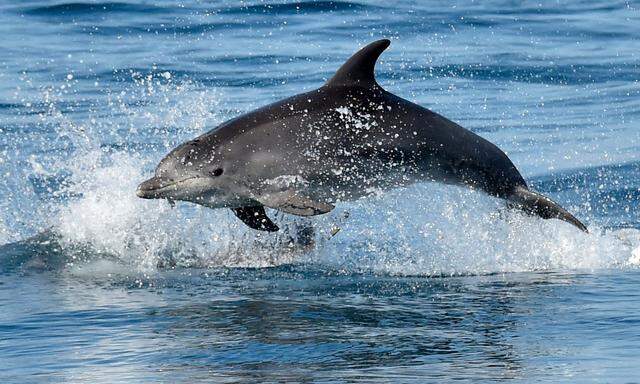 Symbolbild Delfin