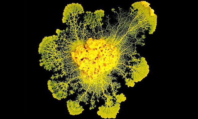 Heißt auch Hexenbutter, hat Hexenkräfte.