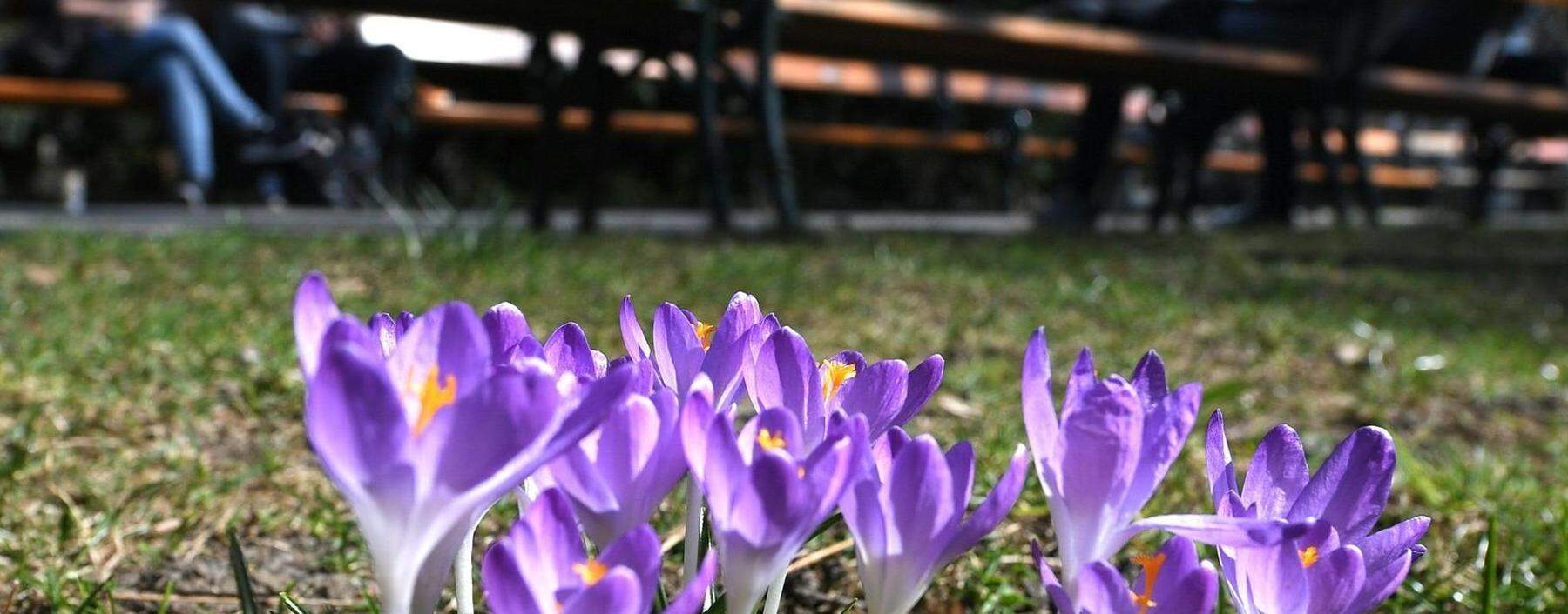 Frühling in Wien