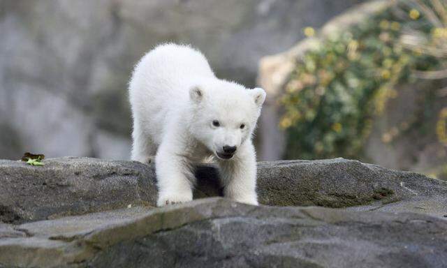Spielerisch erkundet das Eisbärenbaby seine Umwelt.