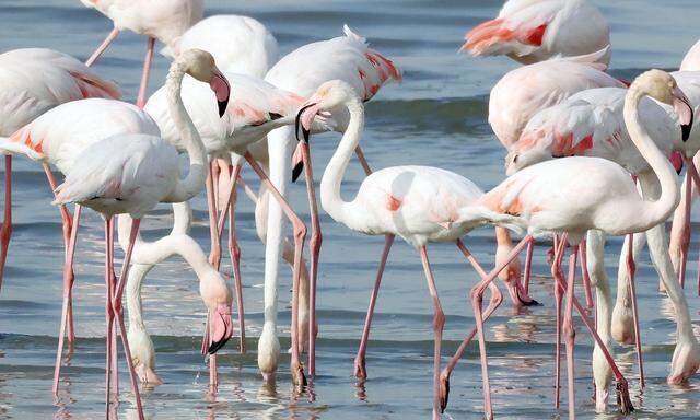 Sie sind doch nicht den Tauben nahe verwandt: Flamingos an einem Strand in Kuwait.