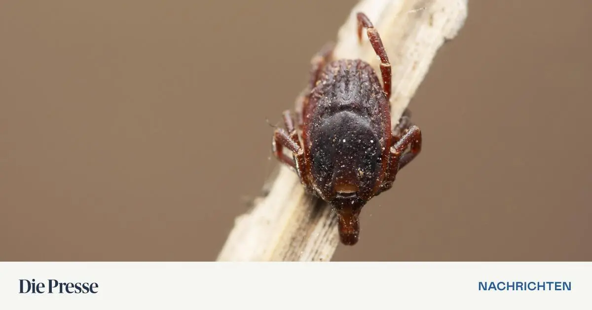 50-Jahre-FSME-Impfung-Fallzahlen-in-sterreich-steigen-wieder