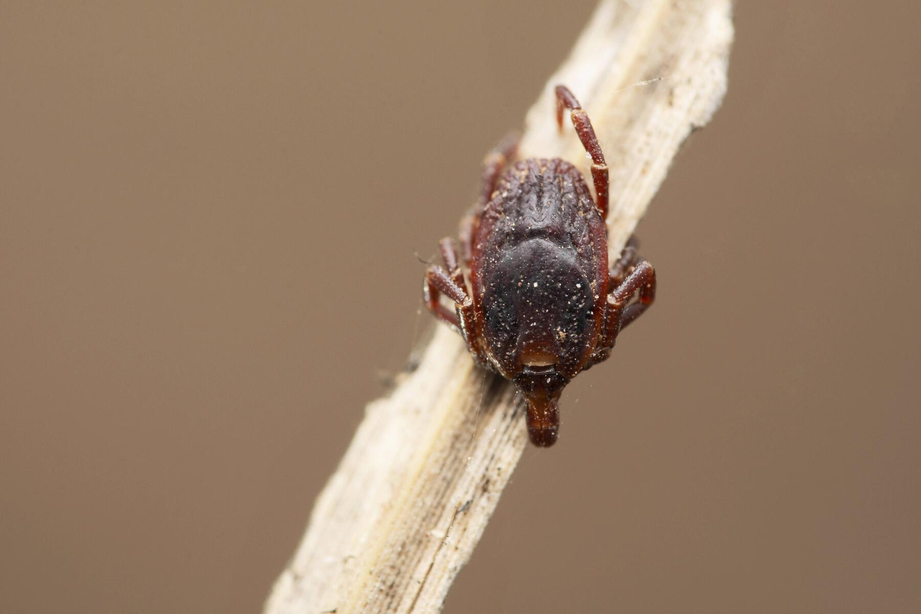 50 Jahre FSME-Impfung: Fallzahlen in Österreich steigen wieder