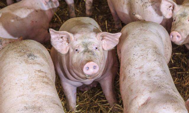 Schweine haben einen empfindlichen Magen. Er übersäuert, wenn das Futter nicht passt oder die Tiere gestresst sind. 