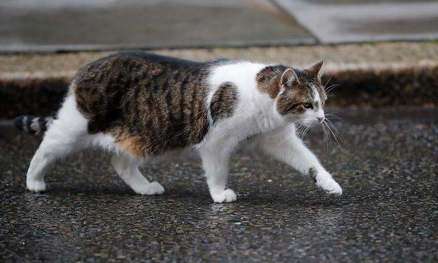 Larry wurde als Hauskatze vor dem Amtssitz des britischen Premiers berühmt. Jetzt soll in Frankreich eine Katze - symbolisch - bei der Kommunalwahl antreten.