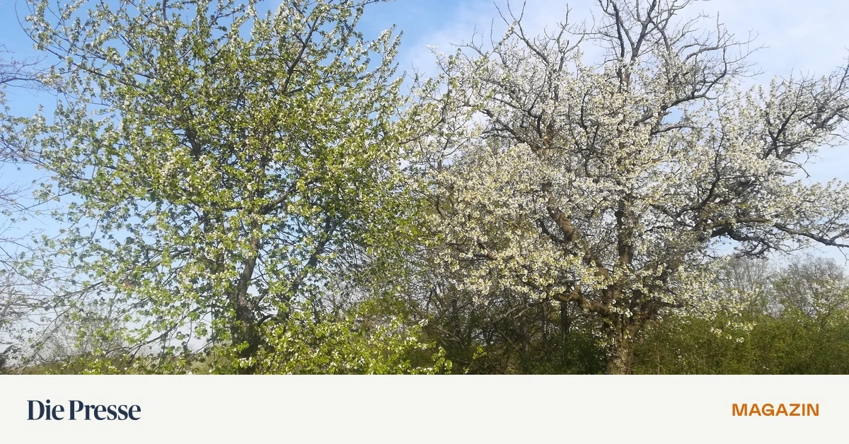 Milbenkrieg-mit-den-Guten-dem-B-sen-und-den-Schiachen-premium-