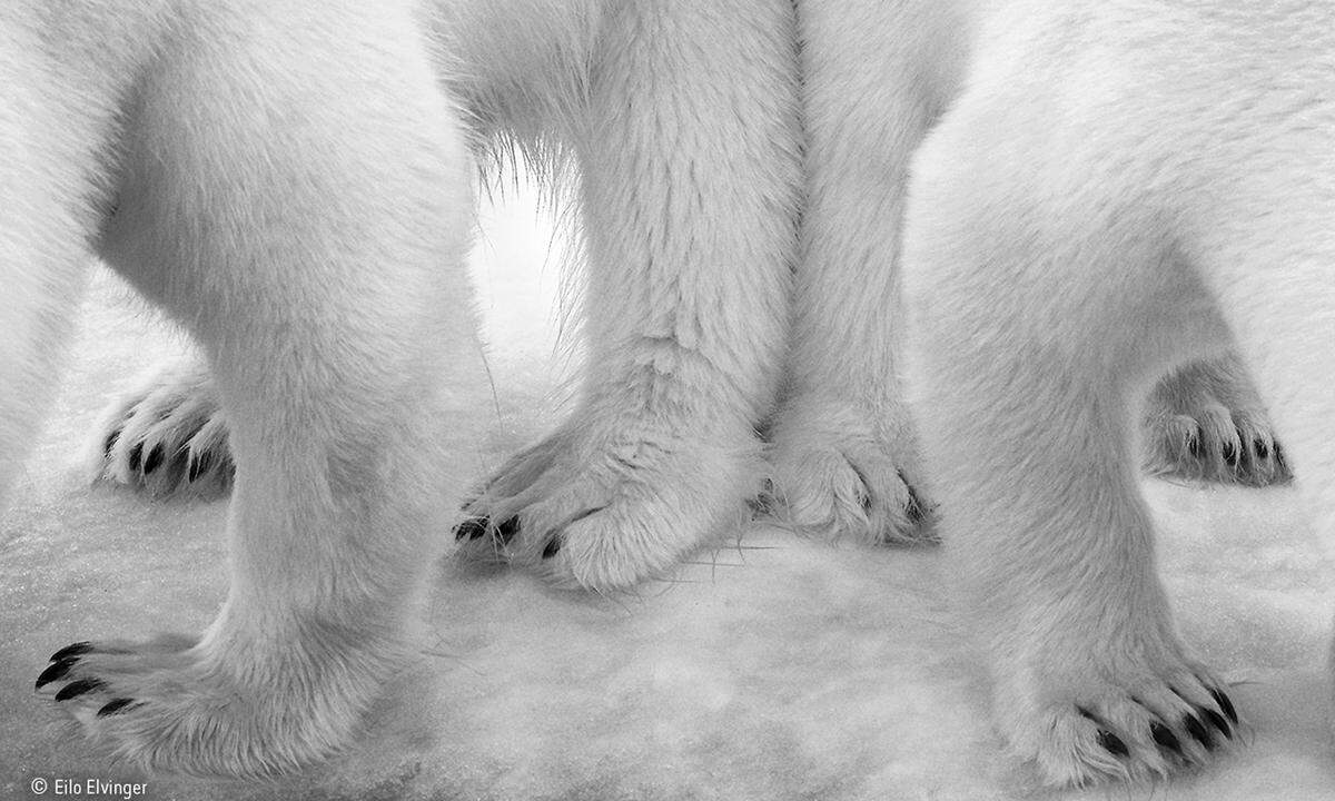 Eilo Elvinger heißt die Gewinnerin der Kategorie "Schwarz und Weiß". Die Luxemburgerin will mit ihrem Foto auf den zusehends schrumpfenden Lebensraum der Eisbären in der Arktis aufmerksam machen. Wildlife Photographer of the Year wird vom Natural History Museum in London entwickelt und produziert.