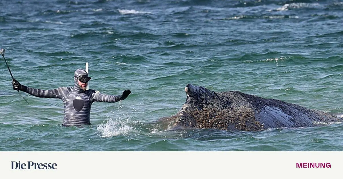 Das-Timmy-Drama-premium-