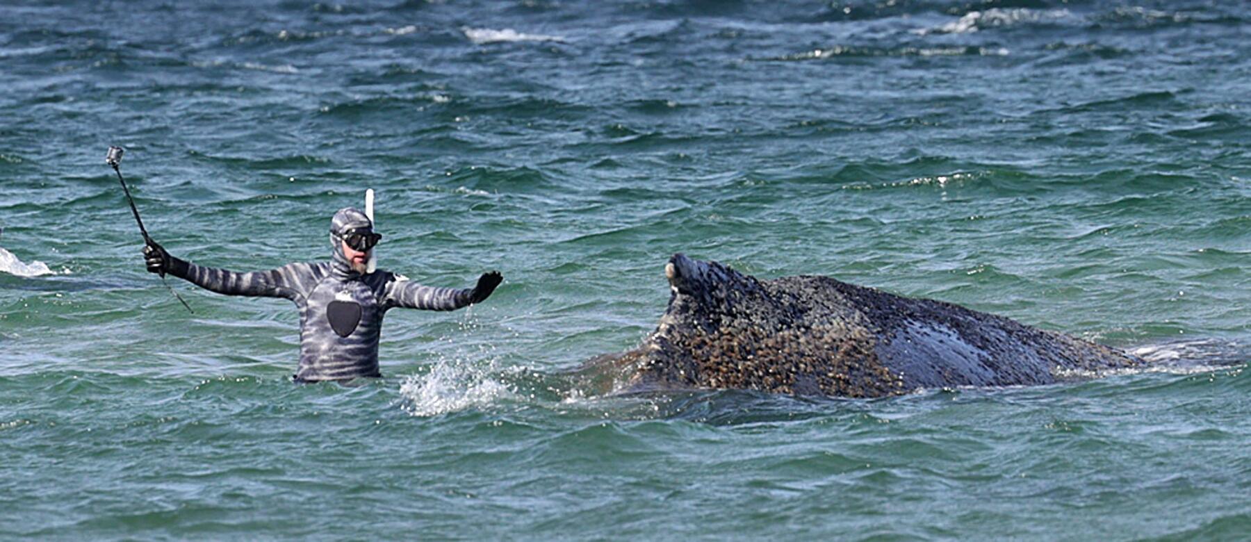 Das Timmy-Drama  [premium]