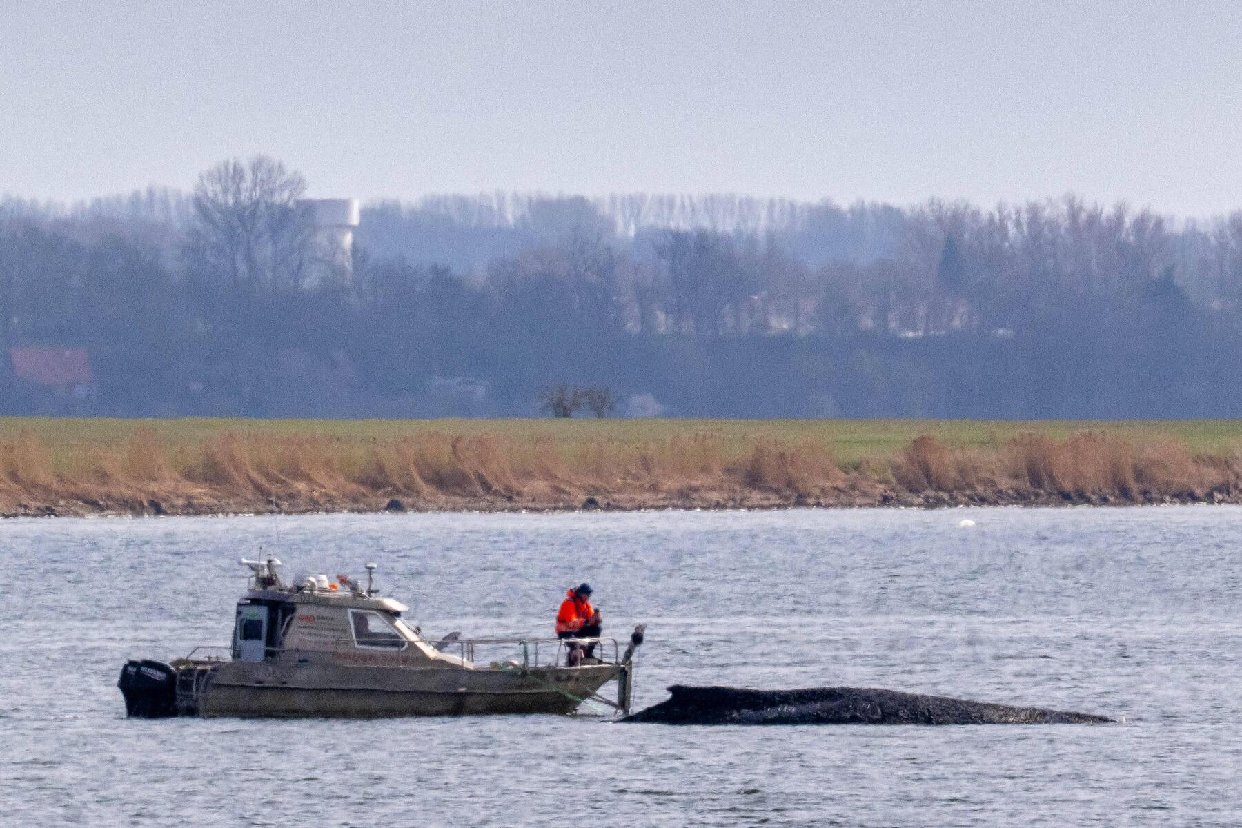 Experten raten von Lebendbergung von gestrandetem Wal ab