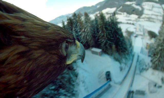 Adler wollen immer hoch hinaus, ob Greifvogel oder Skiflieger.