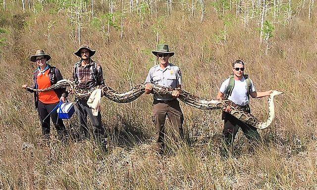 Pythons sind in den Everglades vielerorts anzutreffen - doch nicht oft in dieser gigantischen Größe.