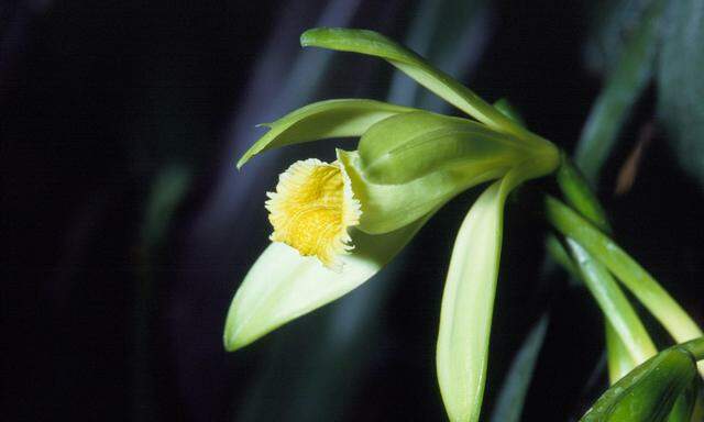 Vanilla planifolia: Von dieser Orchidee wird das begehrte Gewürz produziert.   