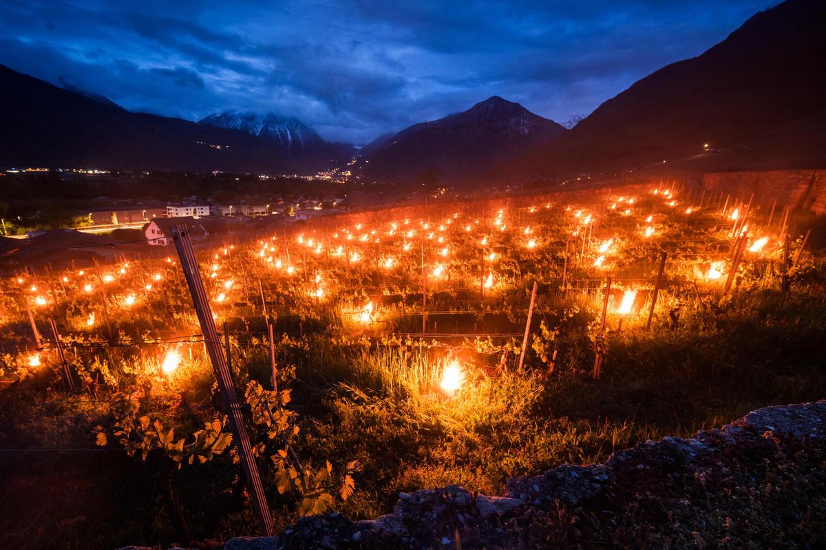 23. April. Ein Foto, das schon am frühen 22. April 2024 in Fully in der Westschweiz aufgenommen wurde, zeigt brennende Fackeln, die in einem Weinberg aufgestellt wurden, um die Pflanzen vor zerstörerischem Frost zu schützen.