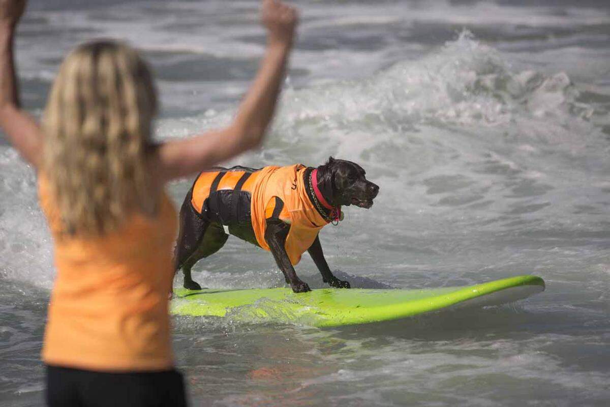 Die Hunde konkurrierten in unterschiedlichen Bewerben, etwa der Länge des Wellenritts, Schwierigkeit, Position und Show.